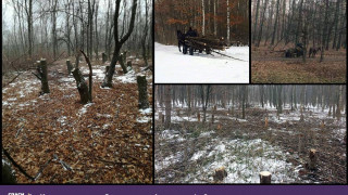 Цигани изсичат гората в Западния парк