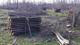 Дива, варварска сеч...