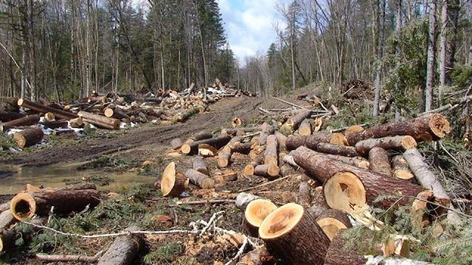 Помогнете на горите! Дървената мафия убива нашите гори