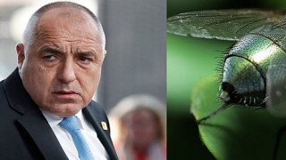 Един ден на Бойко Борисович с мухата месарка