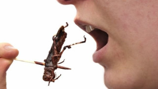 За въвеждането на насекомите в хранителния режим на умните и красиви западни хора са планирани милиарди от печалби и поръчки в ЕС