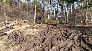 Без разрешение изсекли дървета в Борисовата градина