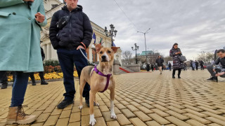 Кучето Фернанда посрещна депутатите и в 49-ия парламент (СНИМКИ)