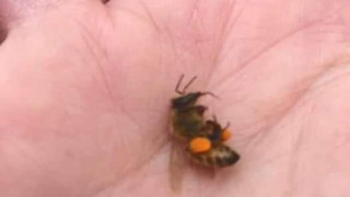 Това е медоносна пчела. Прашецът по краката ѝ е от глухарчета. Езикът ѝ стърчи от това, което я е убило, това което е било на глухарчетата