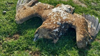 Отровиха царски орел и още 13 животни в Странджа