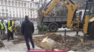 Кметът на район "Възраждане" от Спаси София отряза дървото пред Министерство на здравеопазването, за да тури десет квадрата плочки...