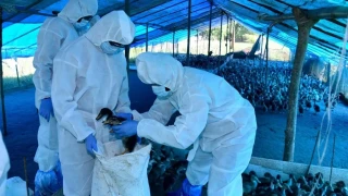 “Мога да го направя силно заразен за хората, птичият грип ще е Голямата пандемия“ – бившият директор на CDC