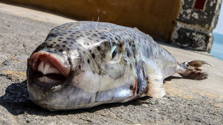 Опасни хищни риби се появиха в морето край остров Крит, нападат плувци