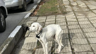 Търсят нов дом на кучето на изчезналия Ники от Конаре, родителите на момчето не го искат