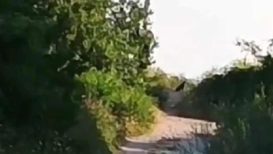 Вижте хищника, заради който забраниха достъпа към Шуменското плато (ВИДЕО)
