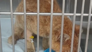 Бездомно коте на име Рижко е простреляно с 5 сачми в Бургас, граждани молят за помощ