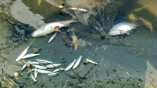 Поредно екологично замърсяване? Масов мор на риба в река Марица