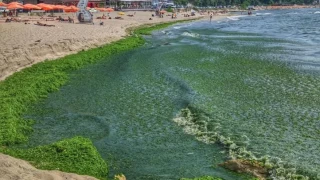 Морето цъфна, идва мъртвакът