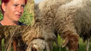 Мария през сълзи към колегите си: Моля ви, нека спрем епидемията, за да спасим стадата