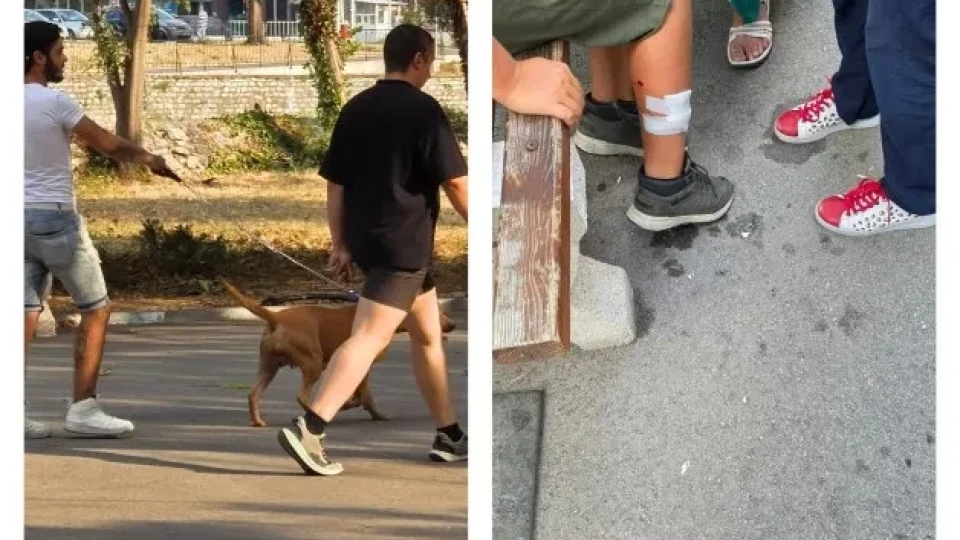 Куче нахапа дете в асеновградски парк, стопанинът избяга СНИМКИ