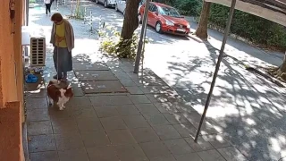 Грозно! Жена с породисто куче изрита купичките за вода на бездомни животни