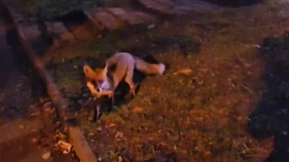 Грациозна гостенка се разходи из столицата