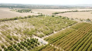 Черната златка унищожава овощните градини в България