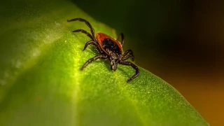 Американският Конгрес нареди разследване дали заразени кърлежи са използвани като биологично оръжие от САЩ