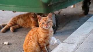 Жестокост: Откриха отровени котки край София