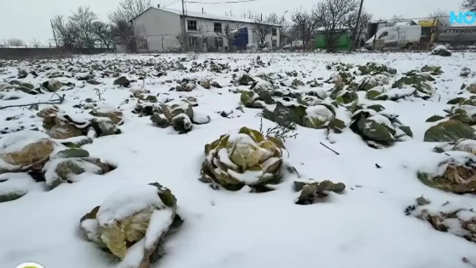Земеделец заравя 50 тона зеле заради ниски изкупни цени