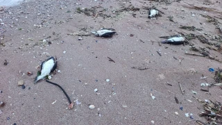 Мъртви птици от световно застрашен вид осеяха плаж край Шабла