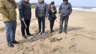 МОСВ предаде на прокуратурата резултатите от анализа на загиналите делфини и птици край Шабла