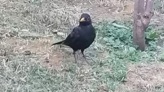 ВЕЧЕ ИСКАМ САМО ДА СИ ЧЕТЕМ ДУШИТЕ