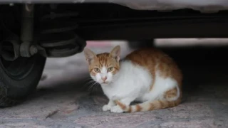 Мъж прониза котка с арбалет