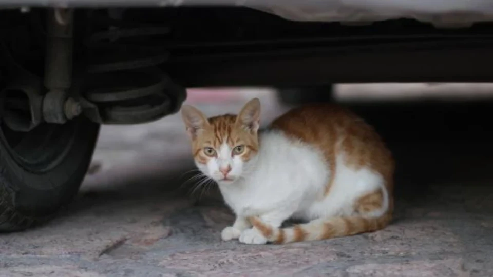 Мъж прониза котка с арбалет