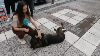 Полицейски патрул блъсна куче, видео от скандала след инцидента обиколи социалните мрежи