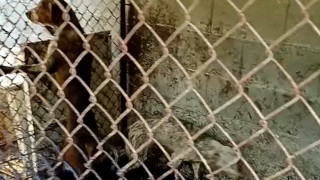 Шокиращо видео разкрива приют на ужасите край Приморско и бездействието на полицията