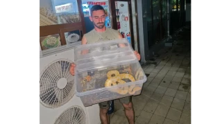 Питонът Снежка избяга от апартамент и се озова на детска площадка