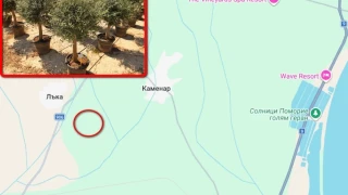 Експеримент край Бургас: С 15 декара фиданки проверяват дали у нас ще произвеждаме маслини и зехтин