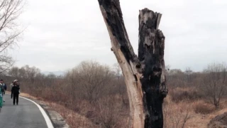 Убийства с брадва и операция с резачки: Как едно дърво едва не започна Третата световна война