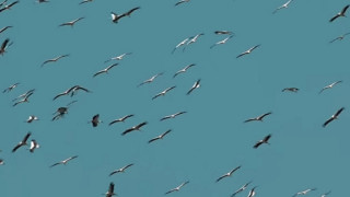 По пътя на щъркелите: От България до Африка